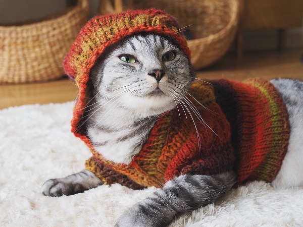 フードをかぶってドヤ顔の猫