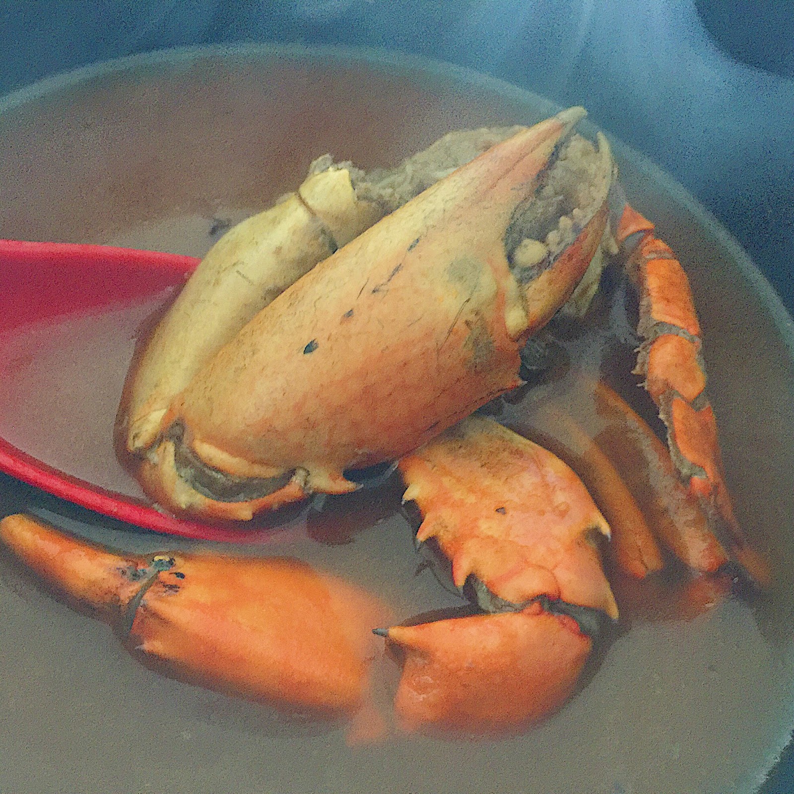 Mauritius 2017 What to do and eat in Mauritius? Good for the soul