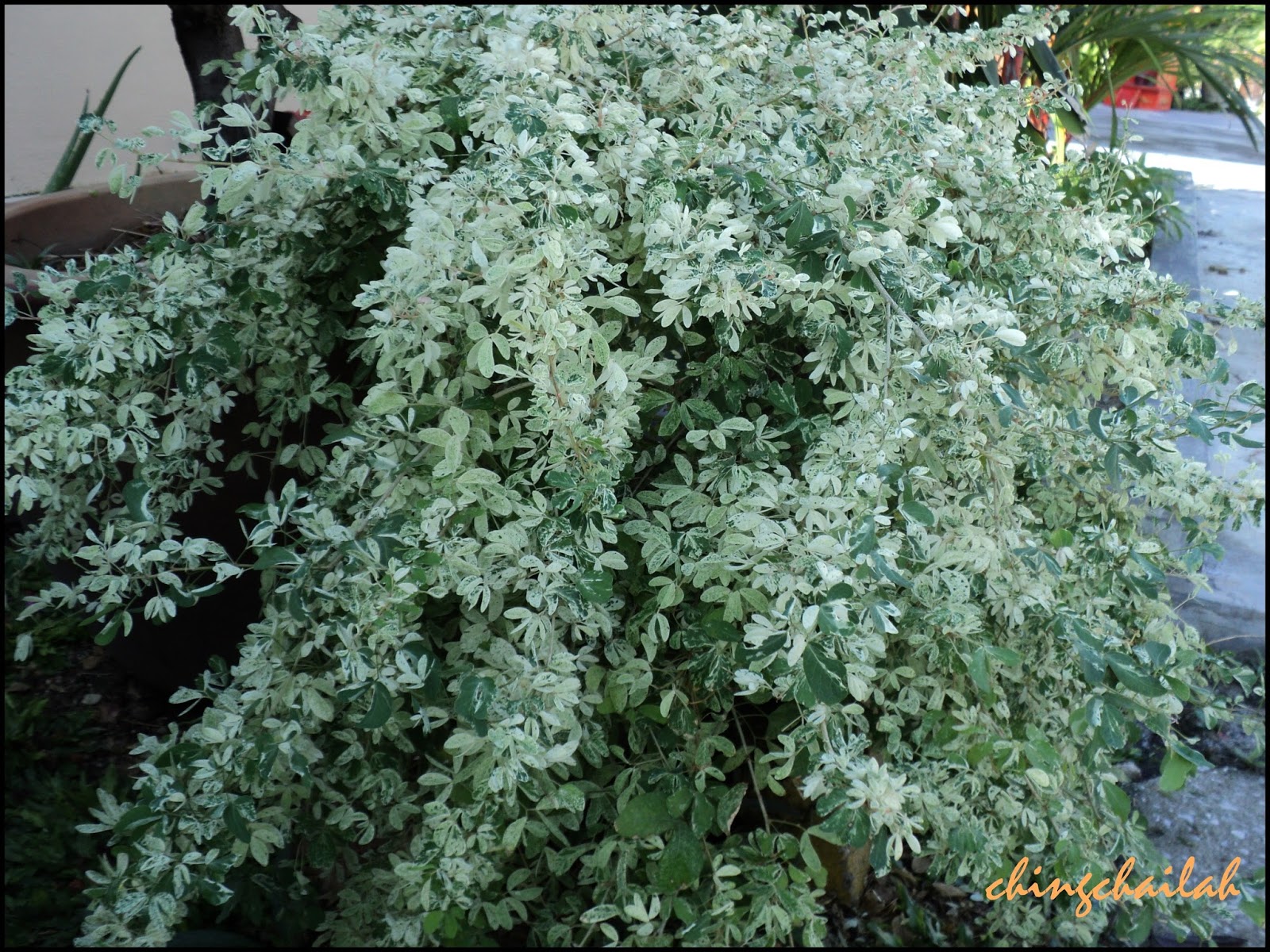Growing Mock Orange Aka Philadelphus In The Cutting Garden