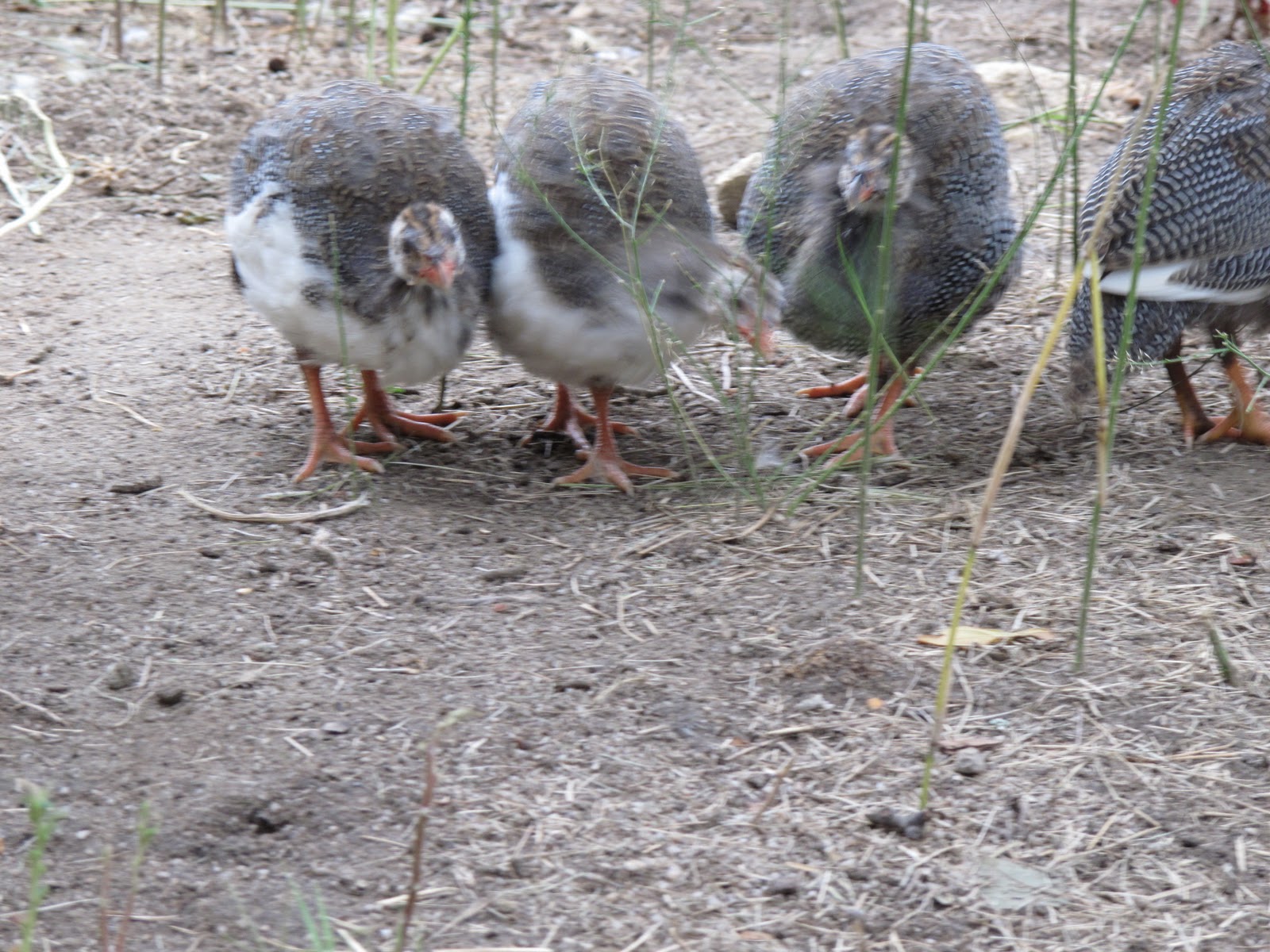 Wings of Dawn Farm Feeding the Guineas
