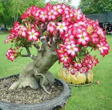 Adenium Bonsai Kode 004a Tanaman Hias Murah Solo