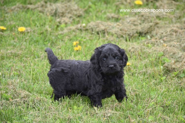 9 week old cockapoo