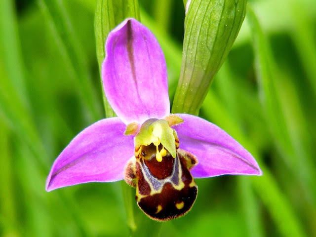 Bee Orchid Ophrys apifera var apifera. Indre et Loire. France. Photo Susan Walter.