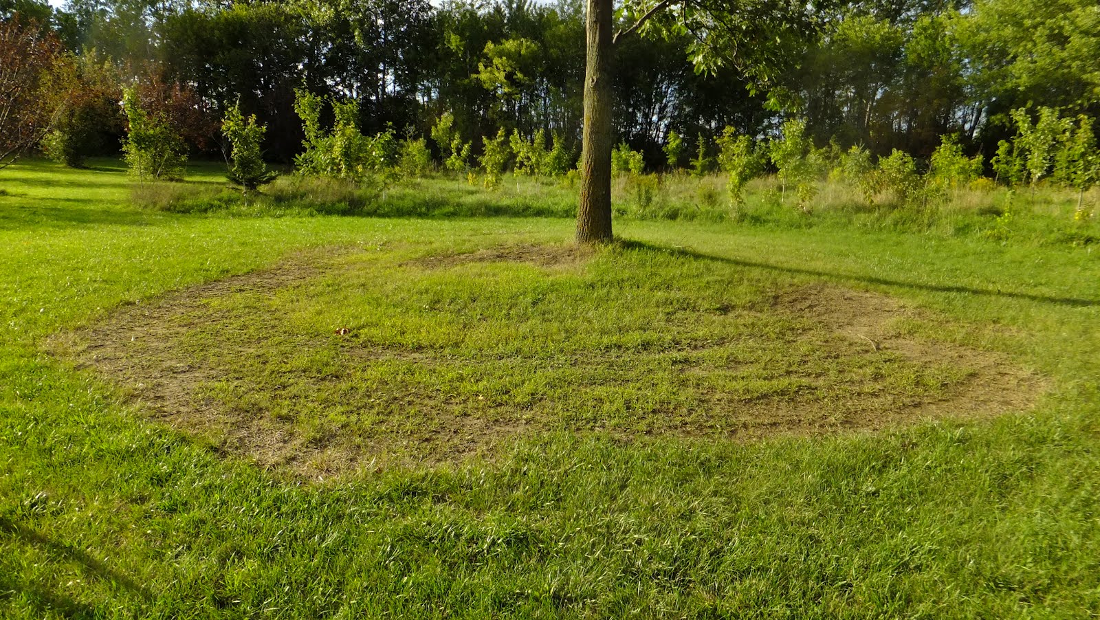 Roadside Field Notes Under the old oak tree