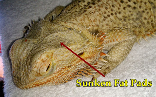 Bearded Dragon Care: My bearded dragon is too skinny, dehydrated and