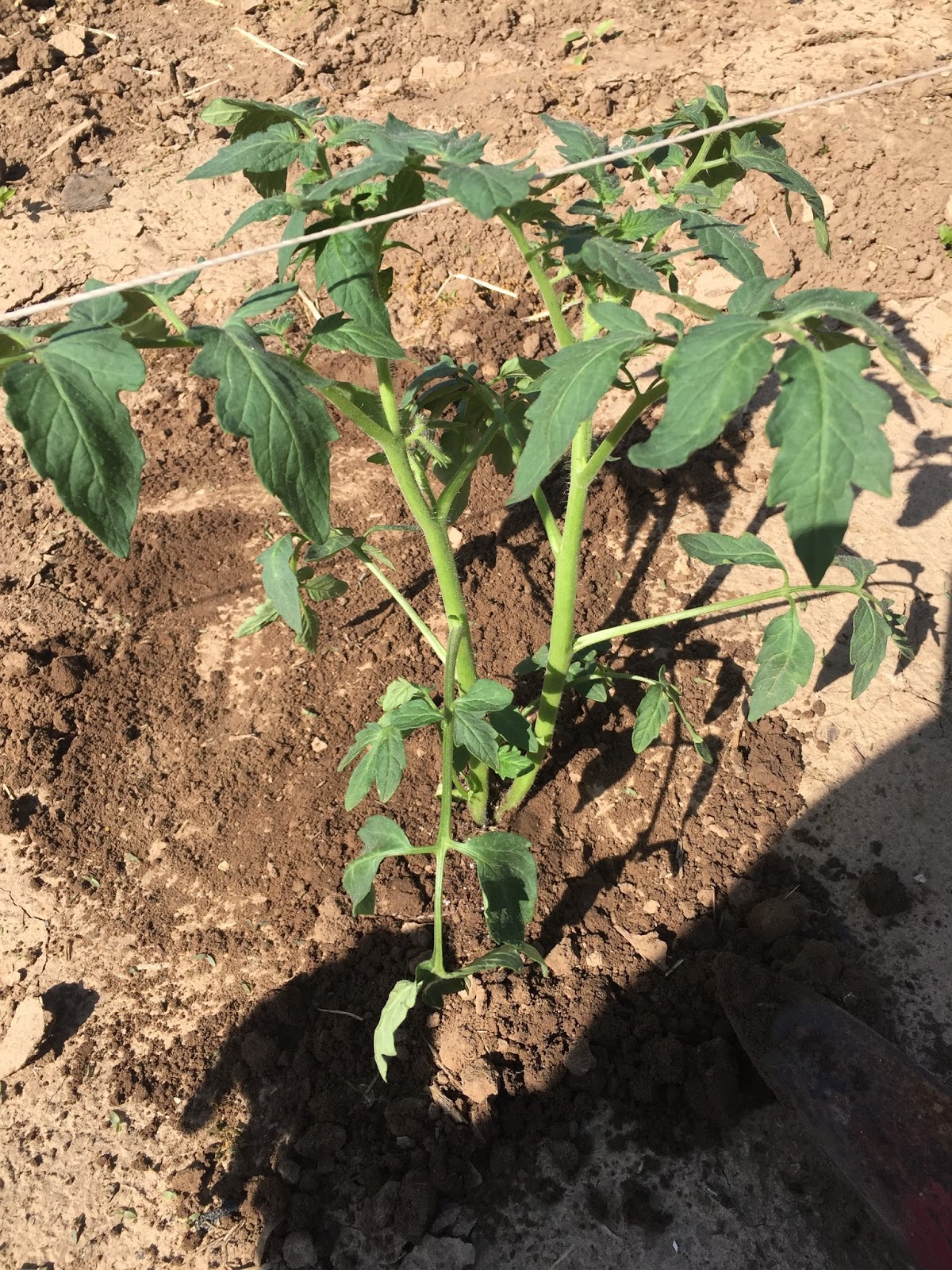 A Day in the Life of a Farm Wife Egg Shells and Tomatoes