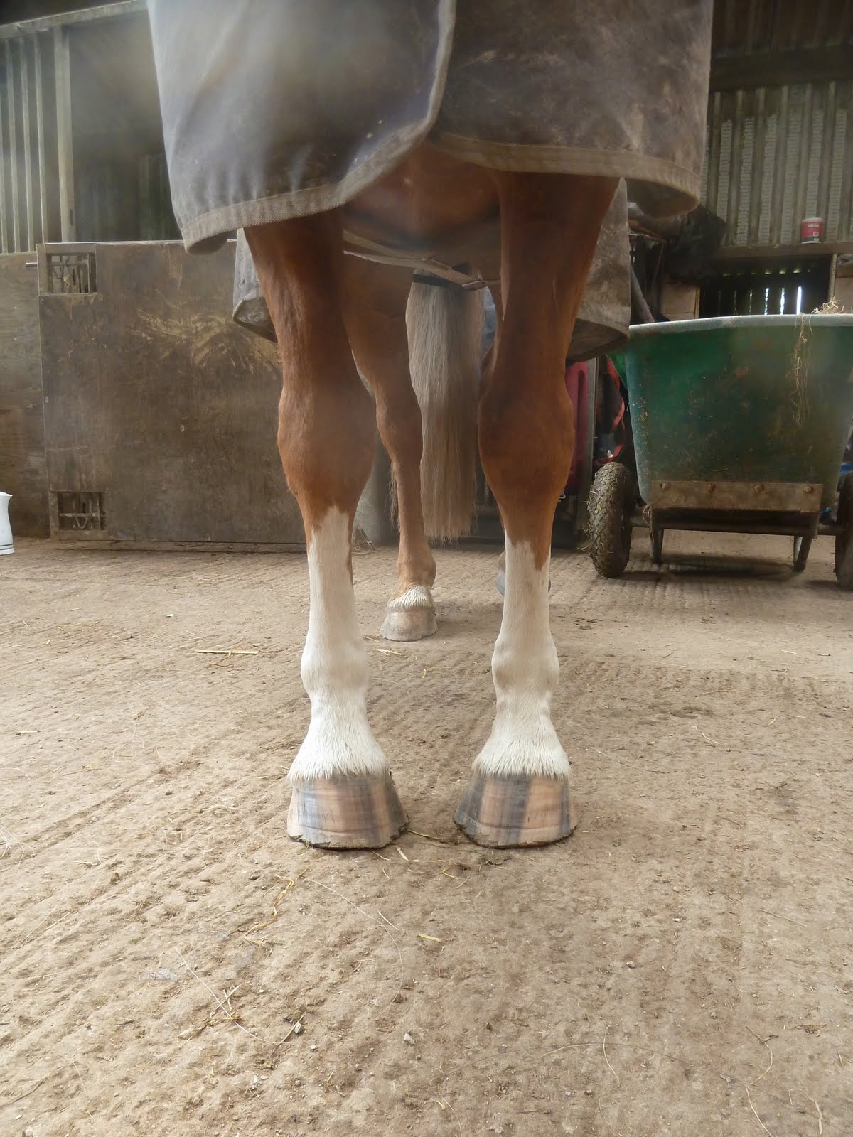 Rockley Farm Horse of the week! Zan, the "flatfooted, thin soled" horse