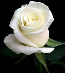 Arti mawar putih