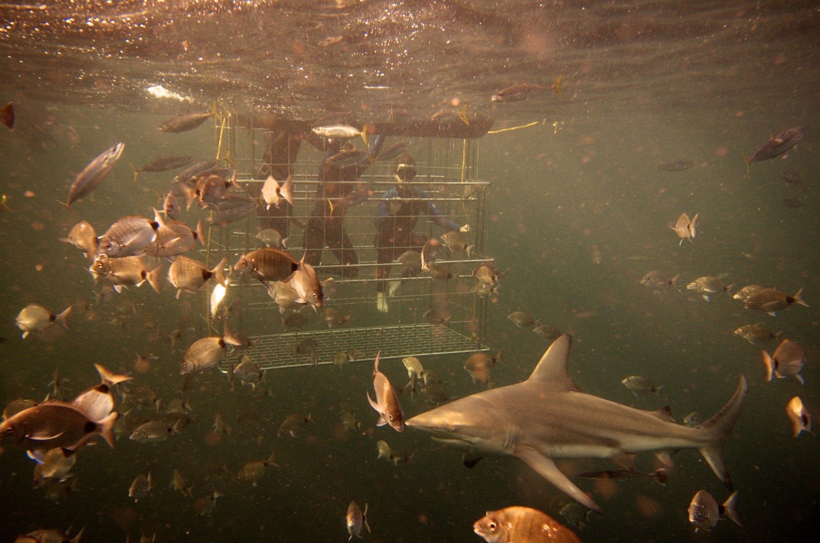 SHARK CAGE DIVING KZN IN DURBAN New Concertina Stainless Steel Cage