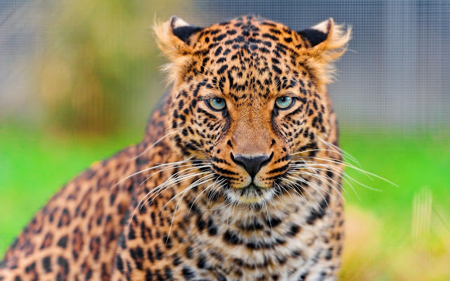 Fotos de Tigres - Imagenes de Animales Salvajes Guepardos