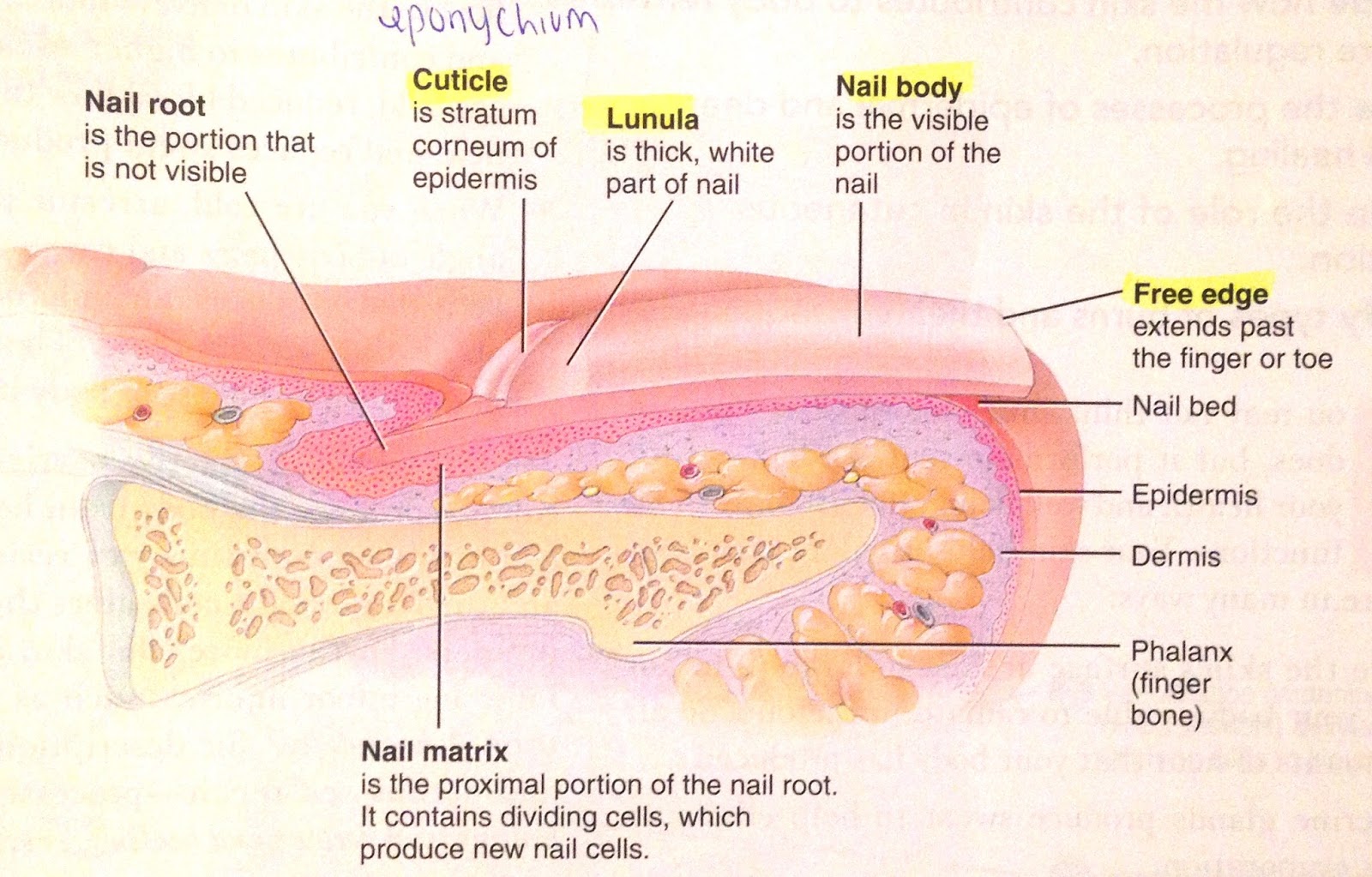 nevertheless, she persisted.: Ch. 4 | the integumentary system