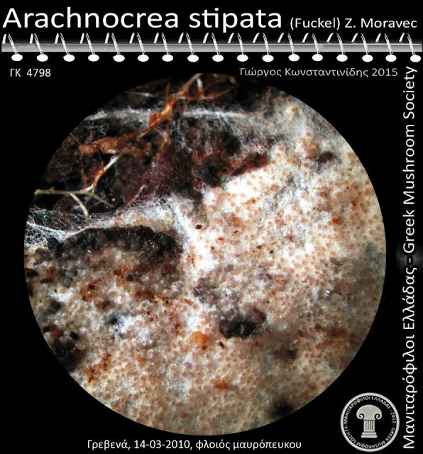 Arachnocrea stipata (Lib. ex Fuckel) Z. Moravec