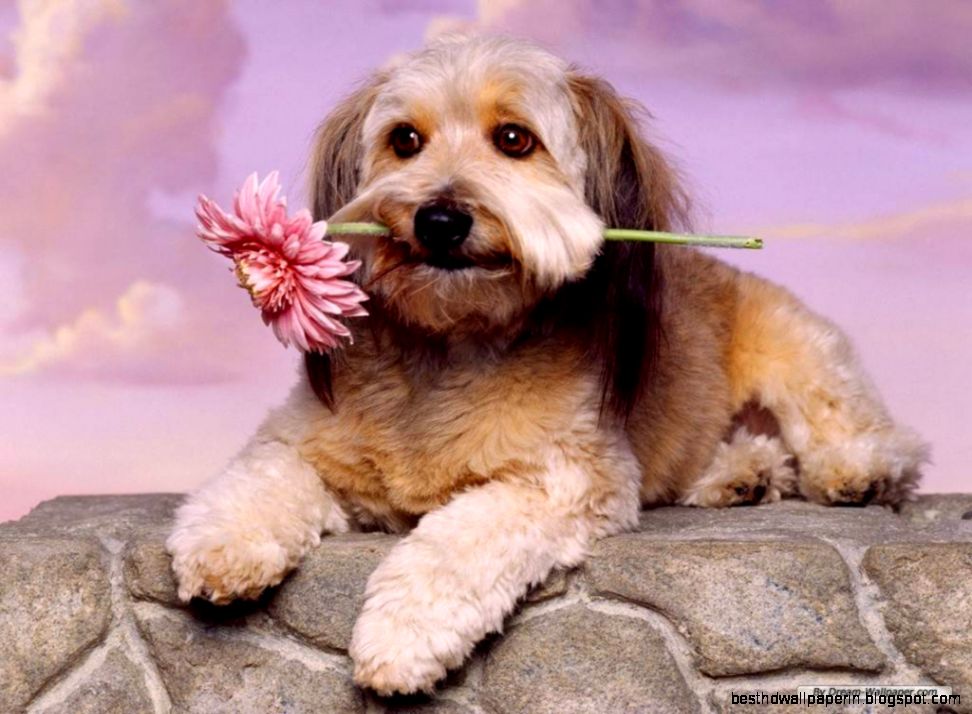 Romantic puppy   Dogs Picture