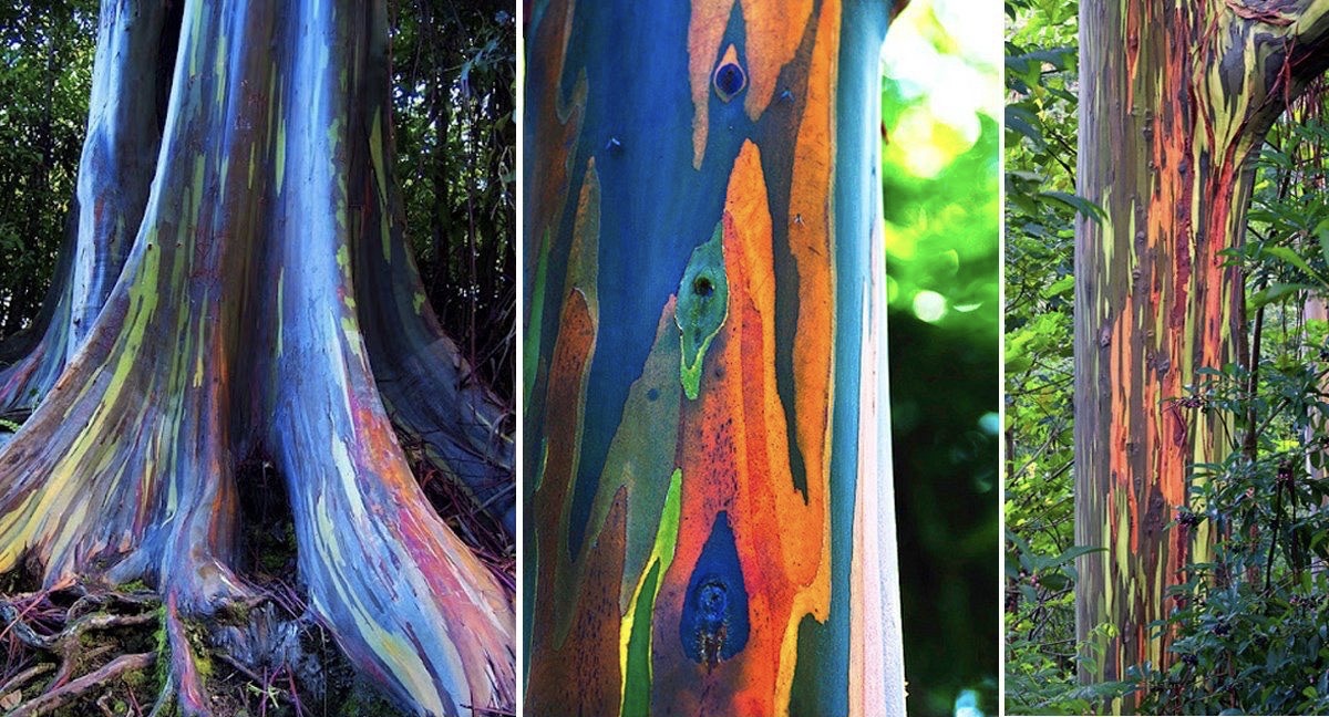 Rainbow Eucalyptus Is One Of The Most Beautiful Trees In The World