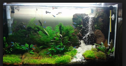 Hd Wallpapers Jenis Tanaman Aquascape Tanpa Co2 Camera Czh Pw