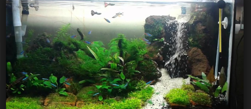 Tips Mudah Cara Membuat Aquascape pada Aquarium yang Murah untuk Pemula
