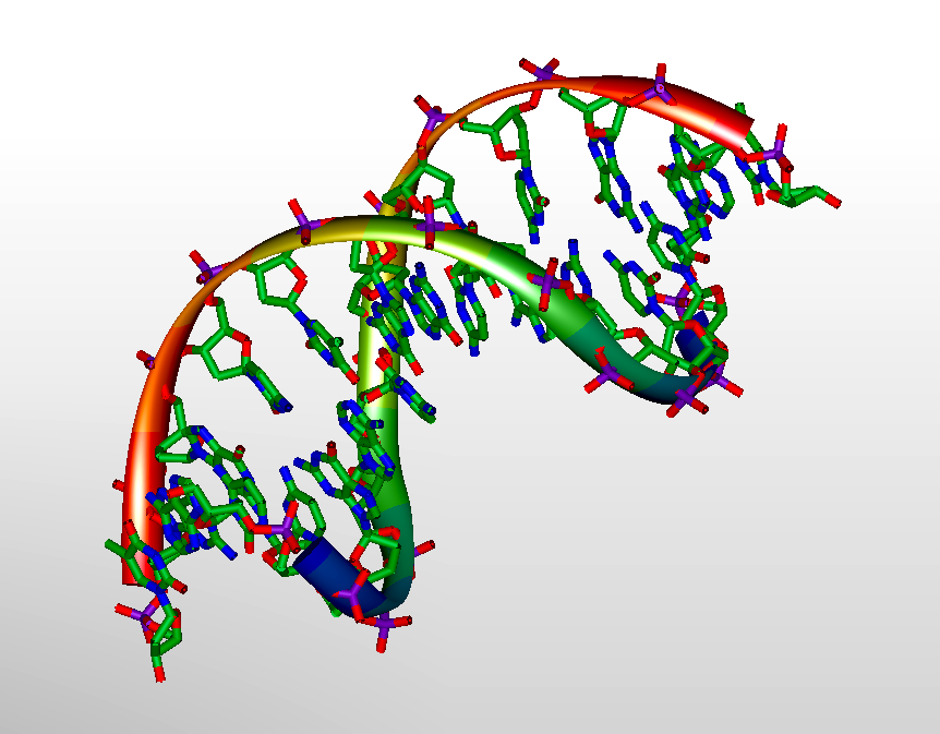 Funny Pictures Gallery: 3d dna, dna, 3d dna model project, dna molecule