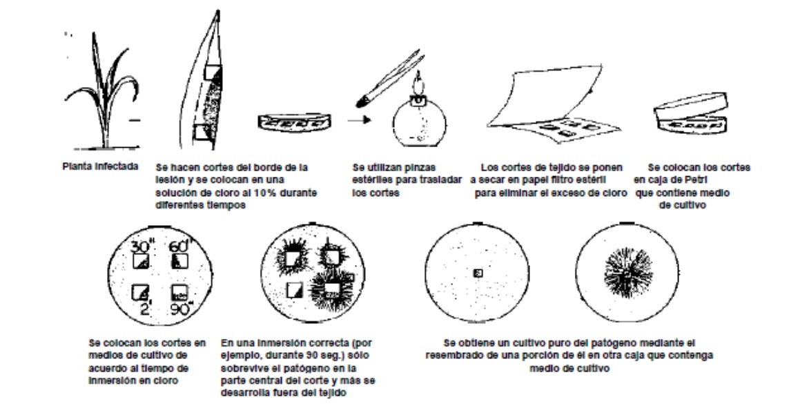 parasitismo y desarrollo de las enfermedades en las plantas