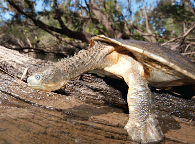 Bentuk fisik Fitzroy River Turtle