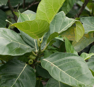 Manfaat dan Khasiat Tanaman Awar-Awar (Ficus Septica Burm L.) awar adalah tanaman yang sering kita jumpai berada di  sekitar kita Manfaat dan Khasiat Tanaman Awar-Awar (Ficus Septica Burm L.)