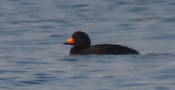 Black Scoter