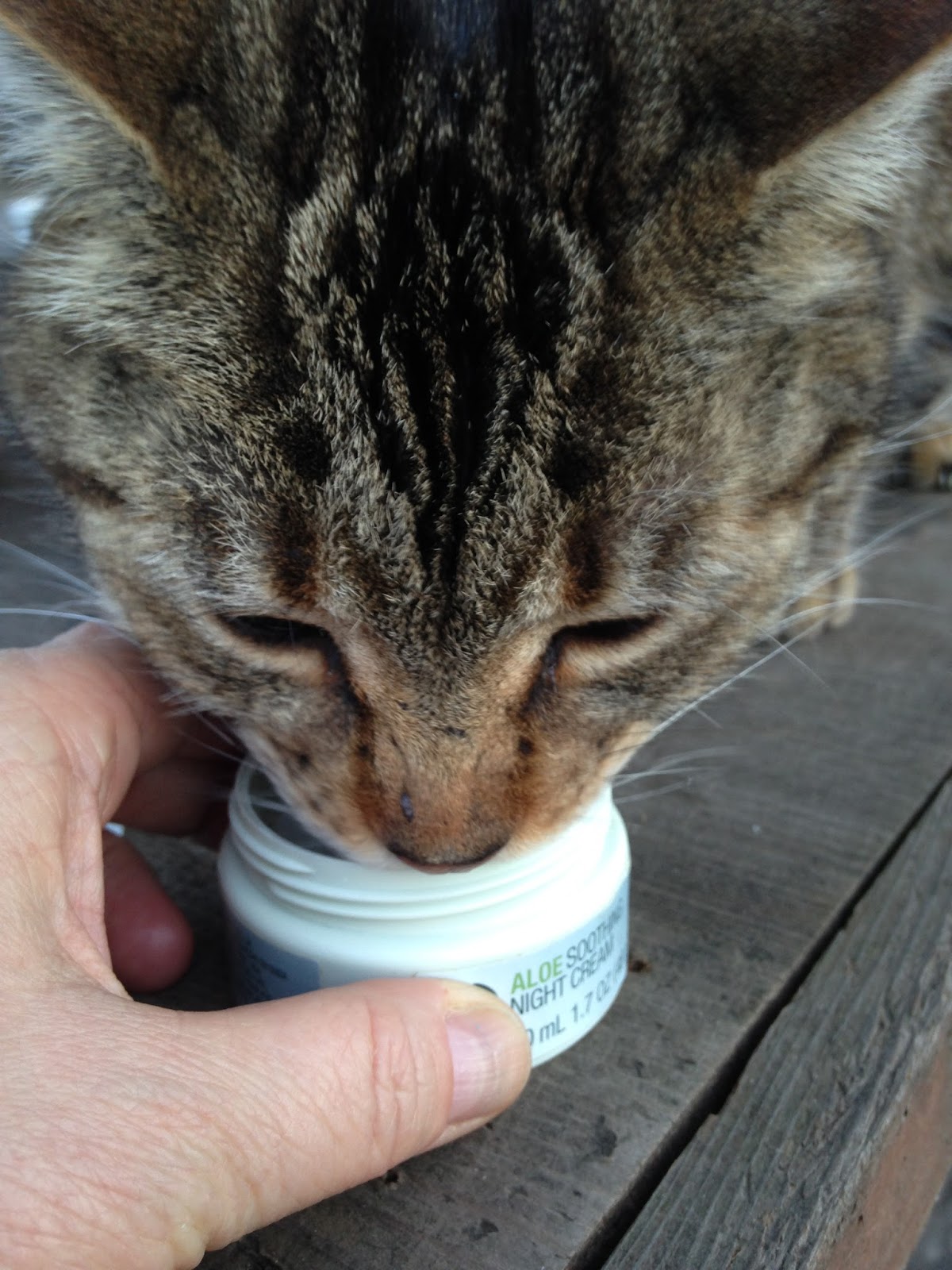 Eastside Cats The Great Coconut Oil Goop Event