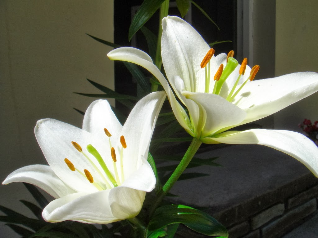  Gambar Bunga Lily  Putih Topik Pedia