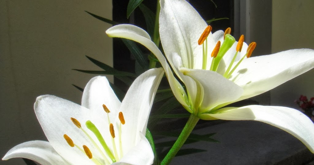 Gambar Bunga Lily Putih 