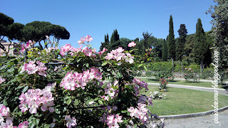 Rosa Mutabilis, Roseto da PRefeitura em ROma