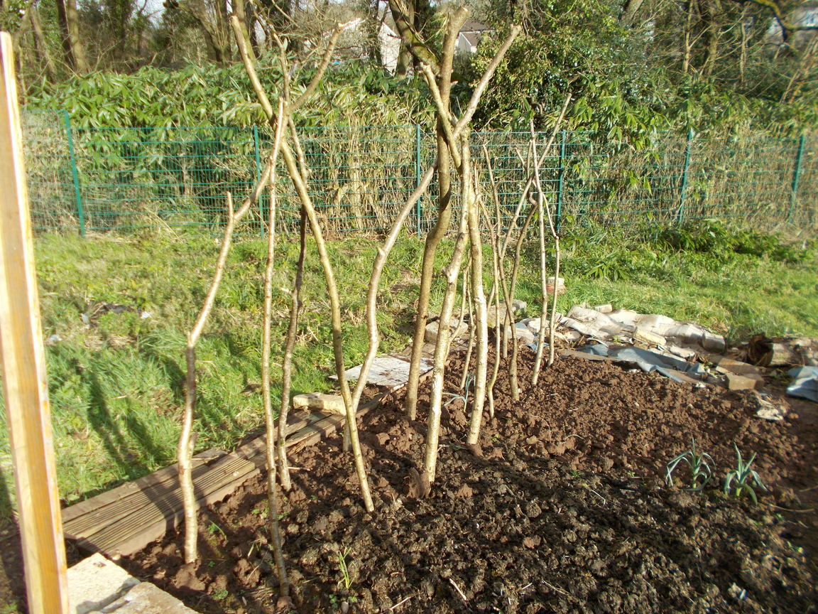The Green Fingered Blog Easy ways to support climbing beans and peas