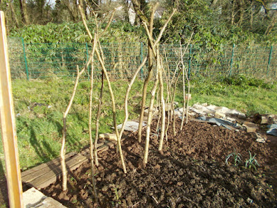 Bean poles and pea sticks 80 Minute Allotment Green Fingered Blog