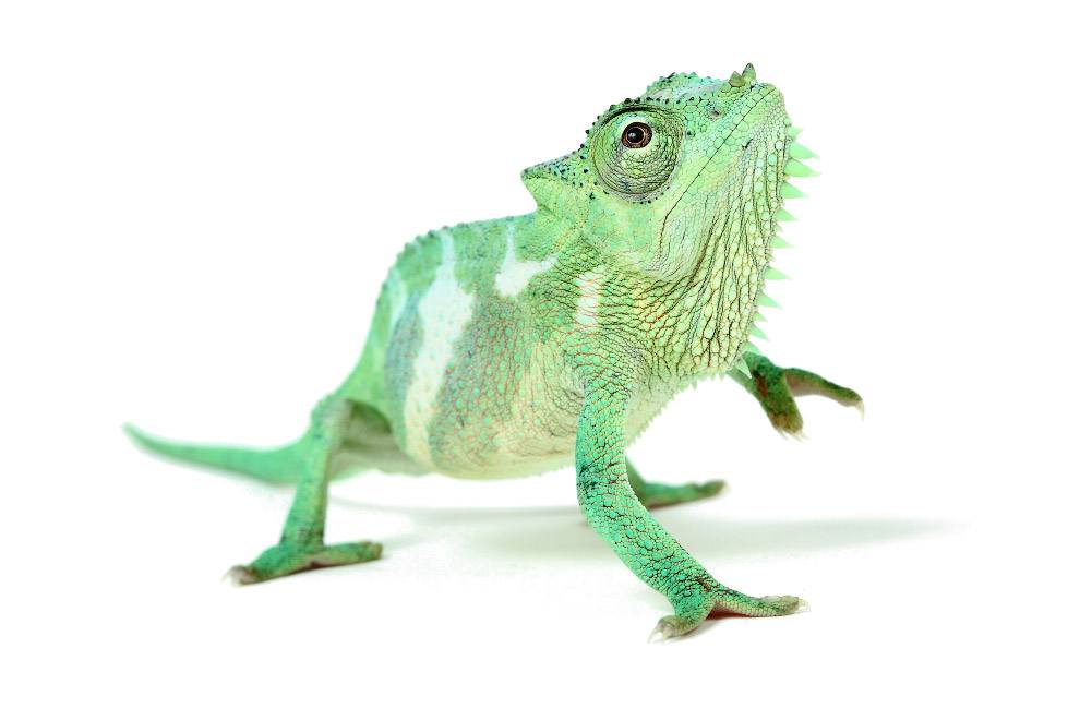 Wonderfully Cute Reptiles Pictures by Michael Leger