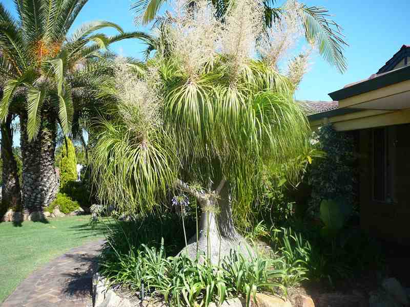 PlantWerkz Ponytail Palm Beaucarnea Recurvata