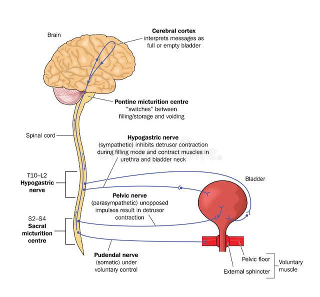 EM Didactic Acute Urinary Retention rectocele-cartoons-illustrations-vector-stock-images-17-pictures