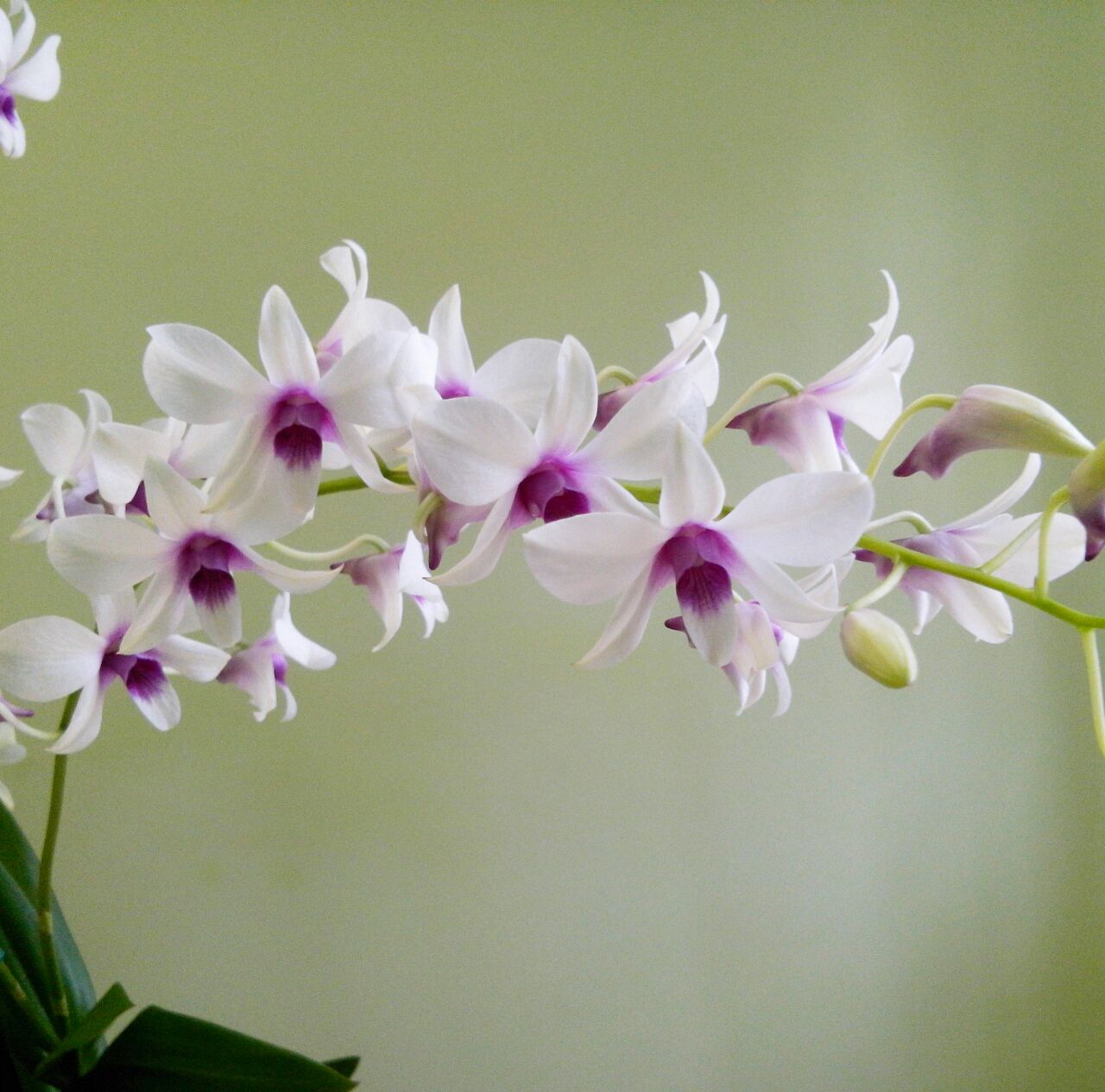 Orquídea Denphal | Flor de Lindi
