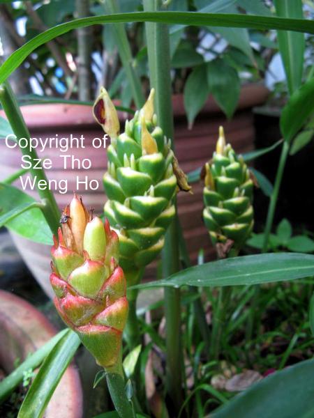 are red button ginger plants have any nutritional are red button ginger plants have any nutritional