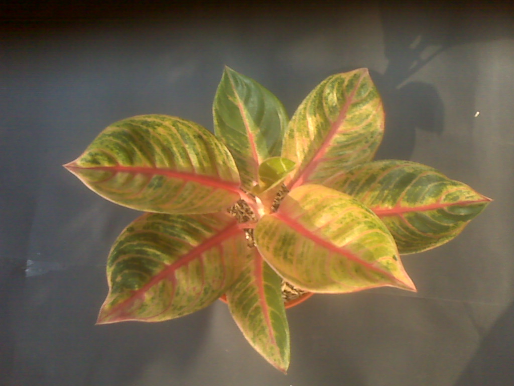 аглаонема дракон. аглаонема дарк стандарт. аглаонема дракон. аглаонема черри бэби. аглаонема фламинго.