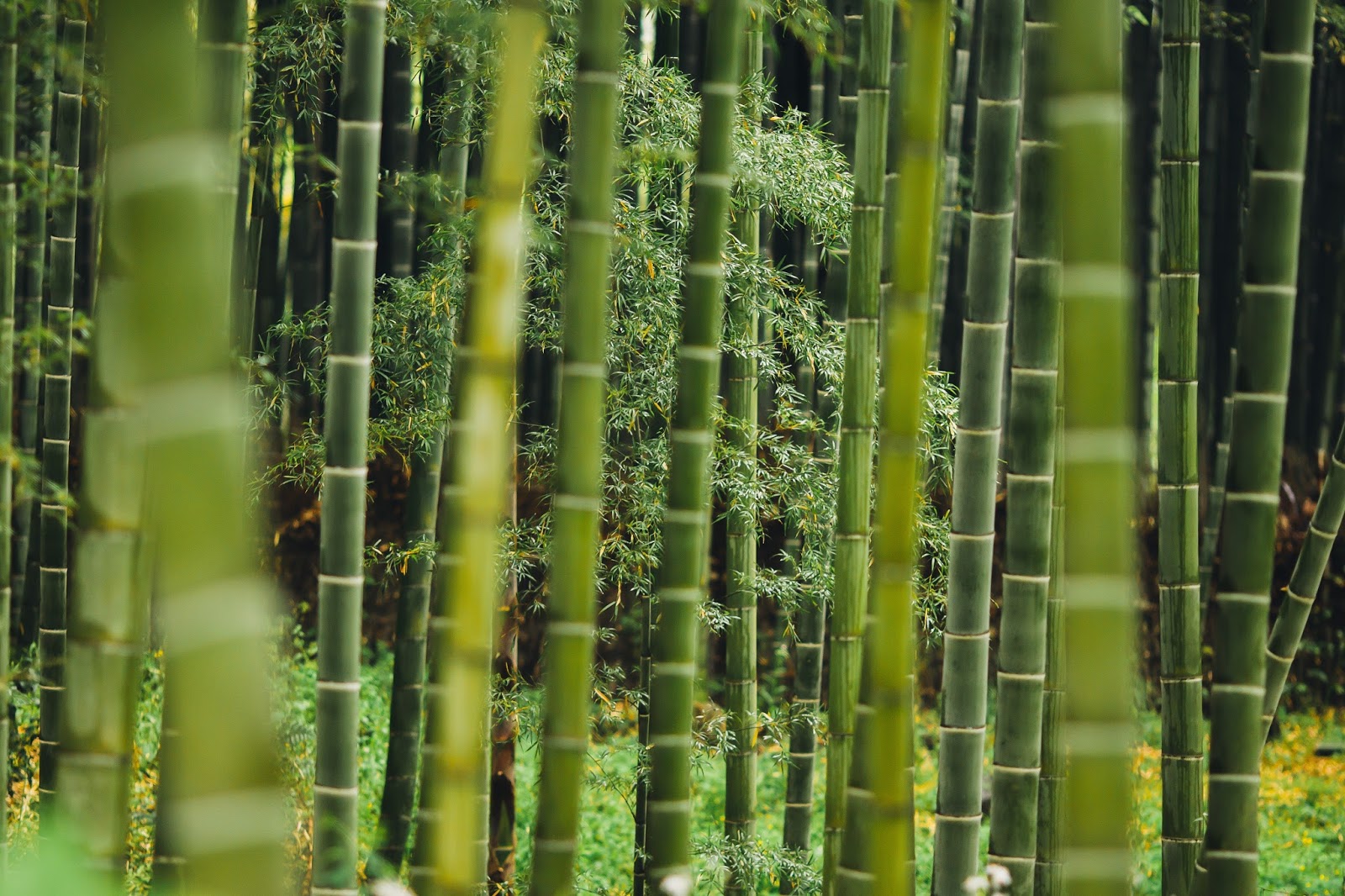 Why bamboo is better for your health and the environment Empowerment Zone
