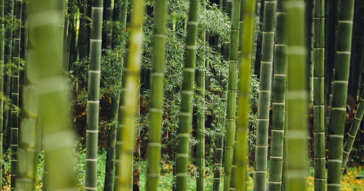 Why bamboo is better for your health and the environment Empowerment Zone