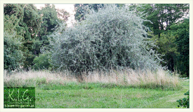 Klasse Im Garten Page 7 Chan 9849358 Rssing Com