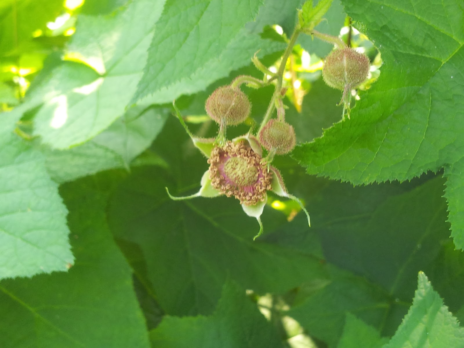The Violet Fern: Going Native: Flowering Raspberry