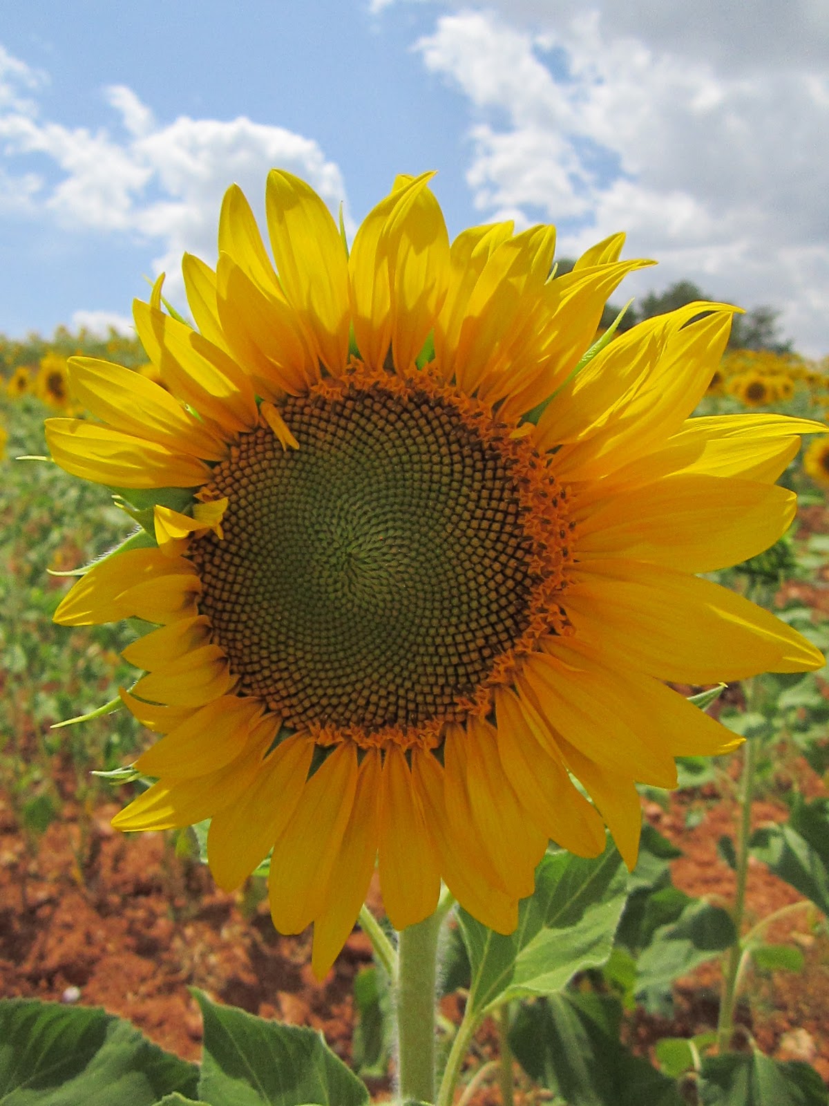 GEOMETRIA SAGRADA: Girasoles y Espirales Logarítmicas