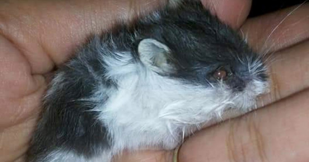 Ciri Ciri Hamster Sakit Beserta Penyebab Dan Solusinya Hobinatang Ciri Ciri Hamster Sakit Beserta Penyebab Dan Solusinya Hobinatang