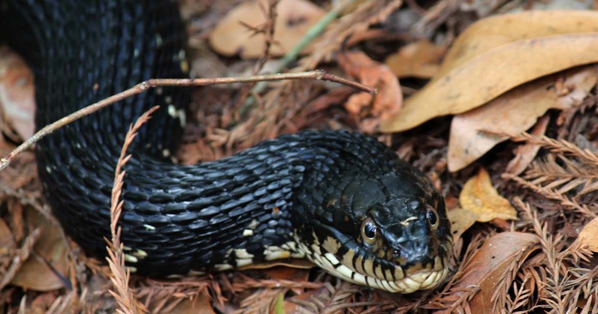 mitcheci photos Florida Water Moccasin Snake