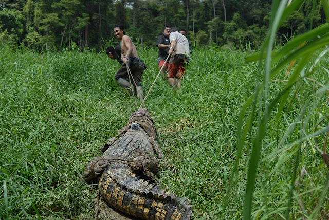 Large crocodile in Kinabatangan