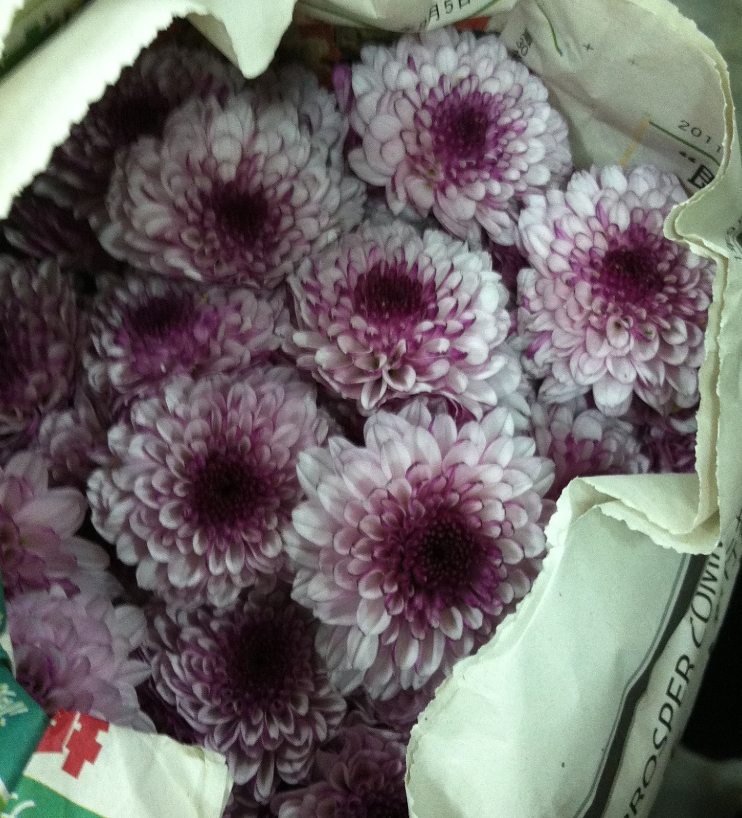 pom pom daisy flower pom pom daisy flower