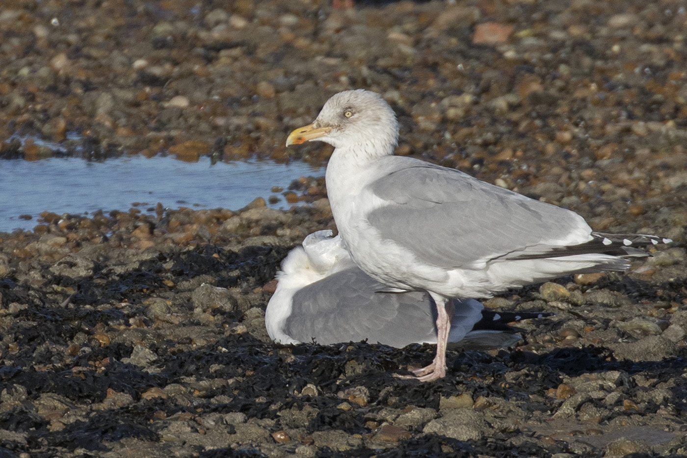 Mike Gould Wildlife Photography End of November