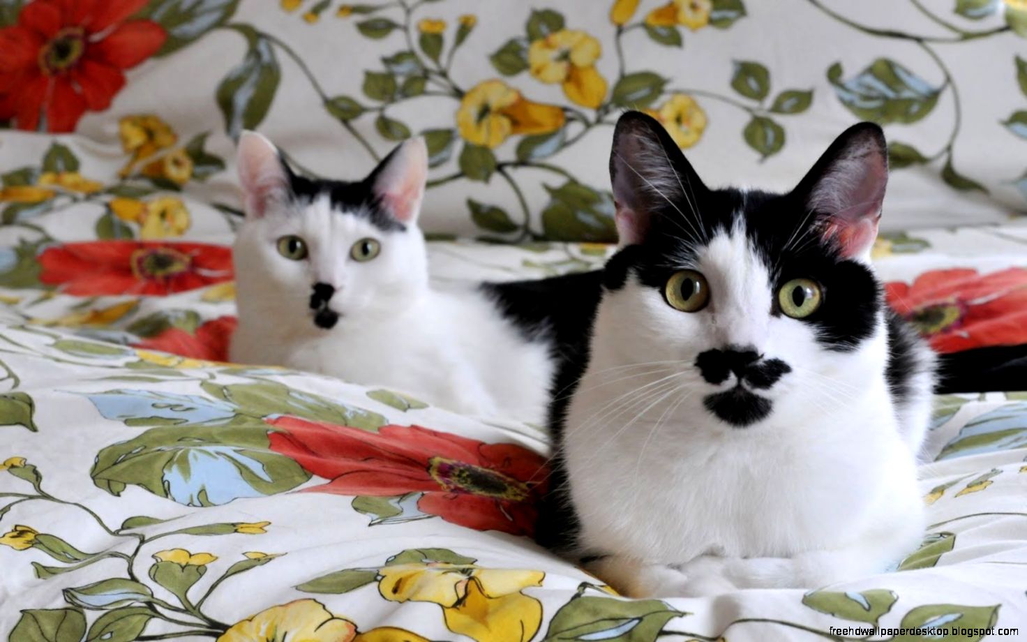 Cat with Moustache