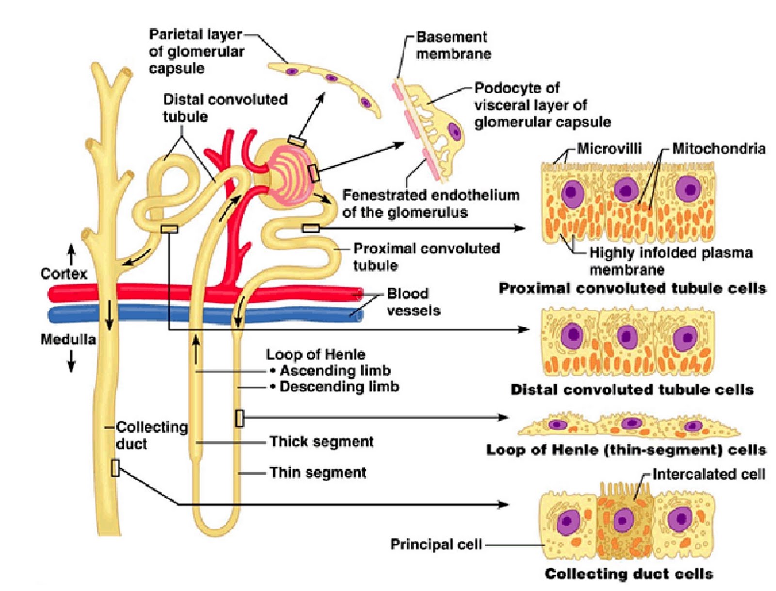 Flax Awareness Society Nephron Building Block of Kidney