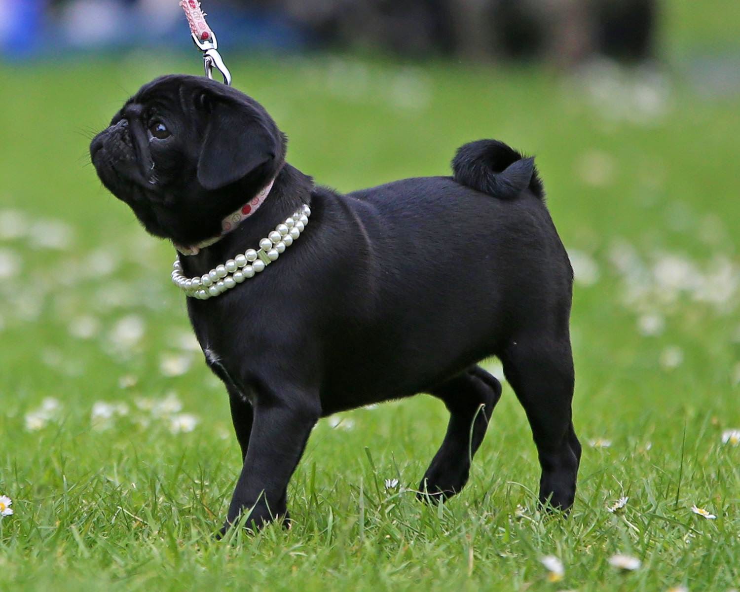 Shop all black pug Hotsell, image size:1500x1200